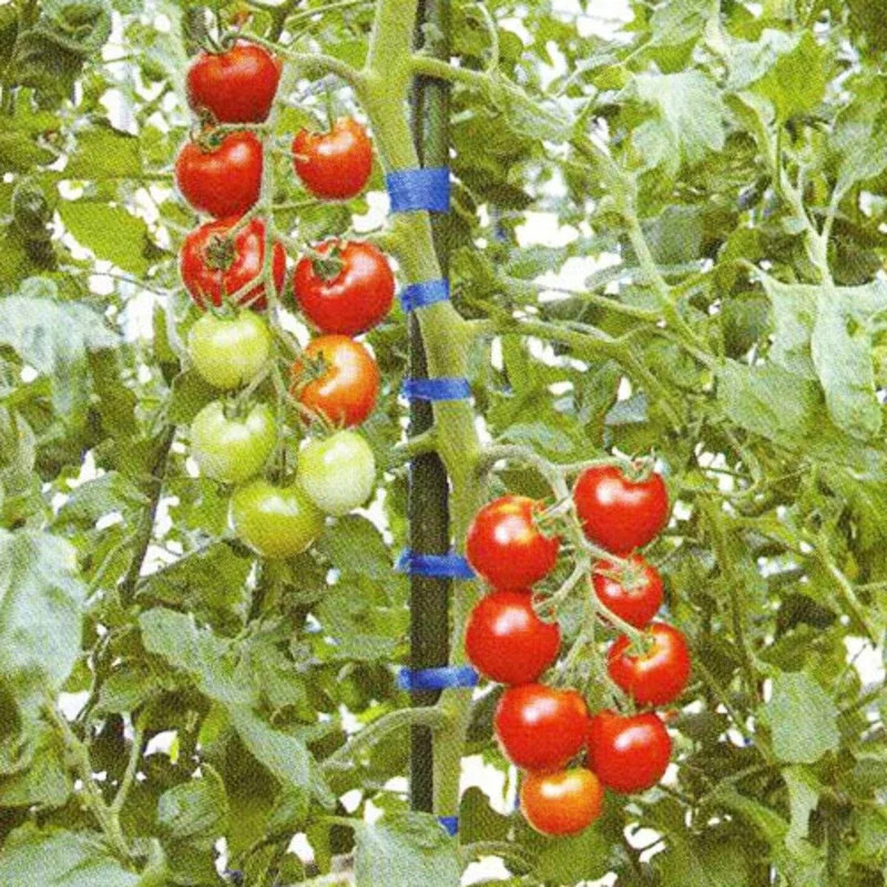 華カミカミの画像