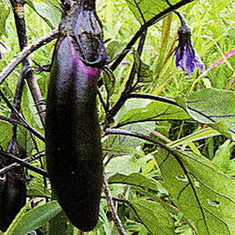 さんぜんナスの画像