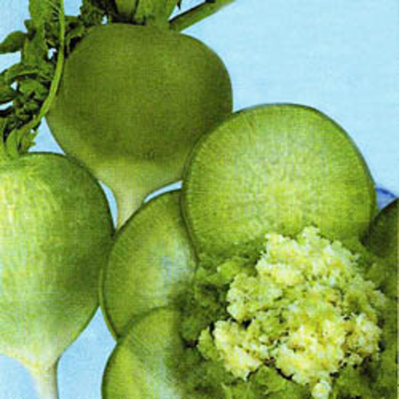 カザフ辛味大根の画像