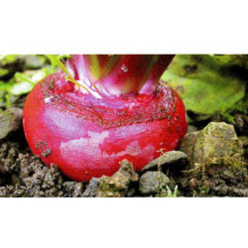 河内赤かぶの画像