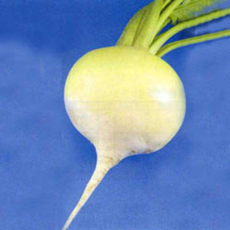 福井青かぶの画像