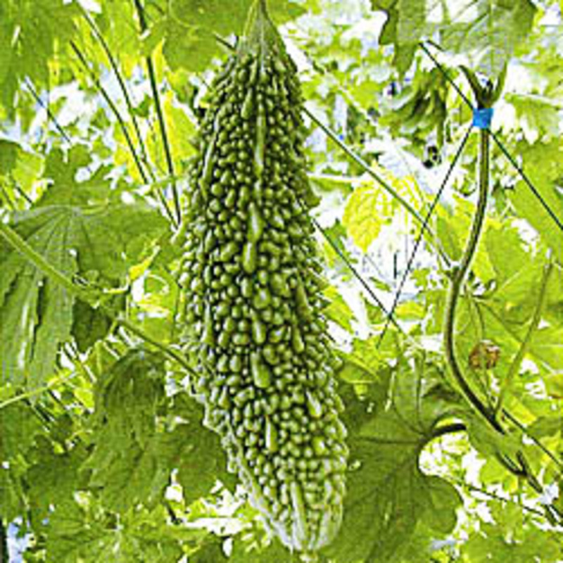 さらっとゴーヤの画像