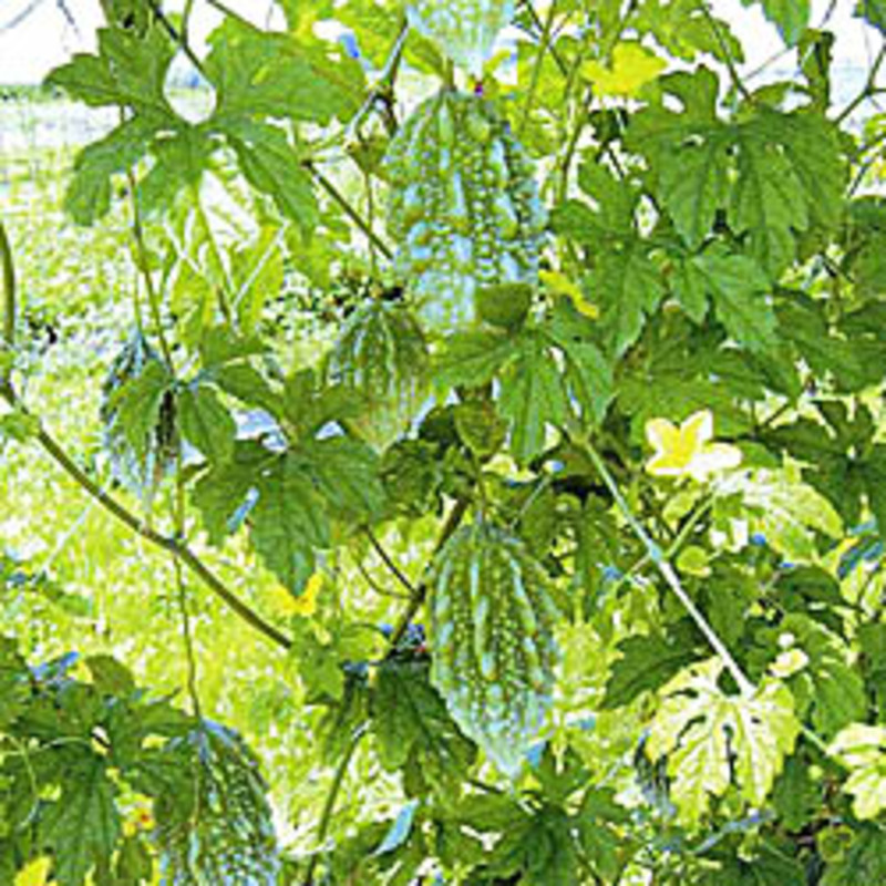 コンペイトウゴーヤの画像