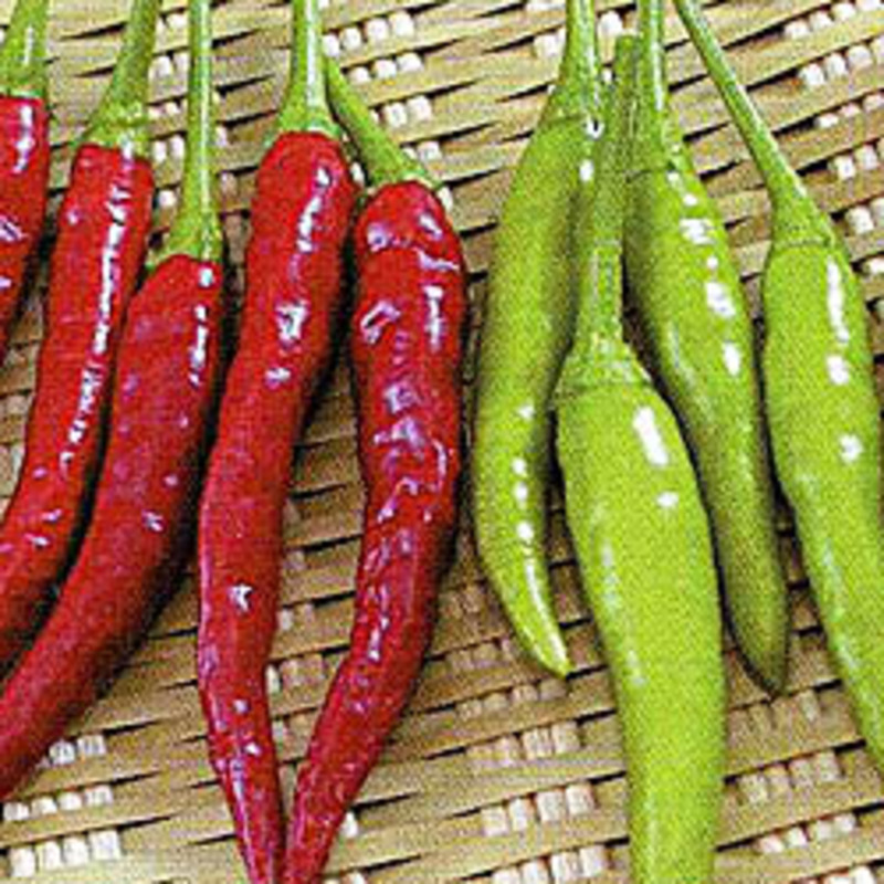 閻魔トウガラシの画像