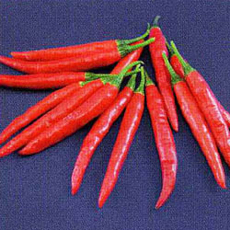辛王トウガラシの画像