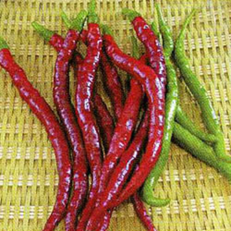 やなぎコショウの画像