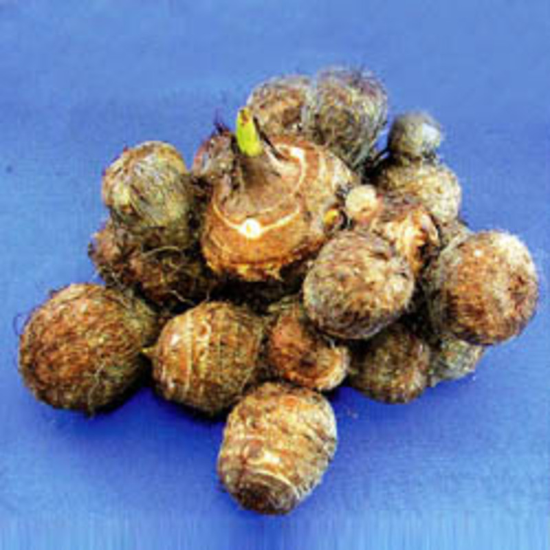 大野いもの画像