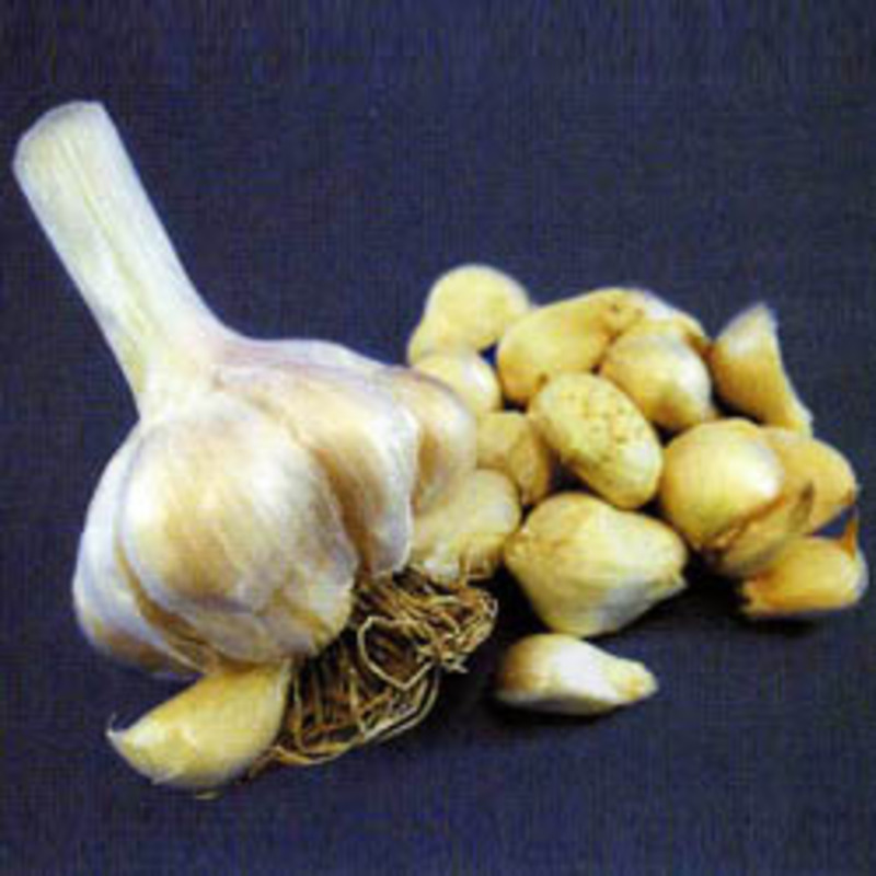 無臭ニンニクの画像