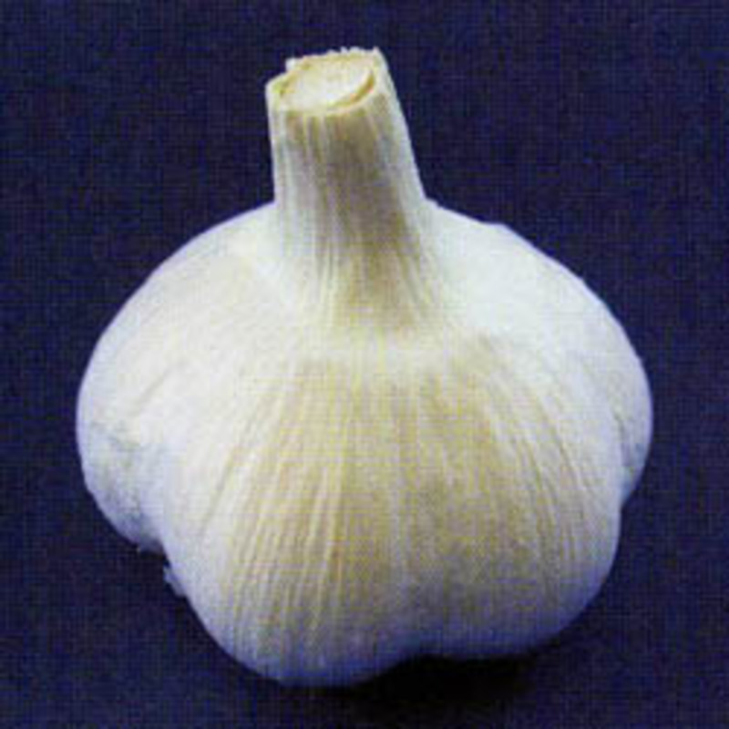 ホワイト六片の画像