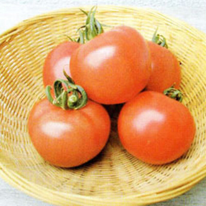 トマップルの画像