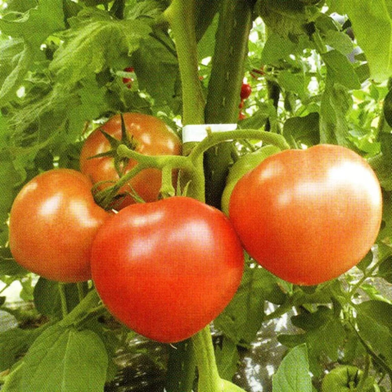 華セルフィの画像