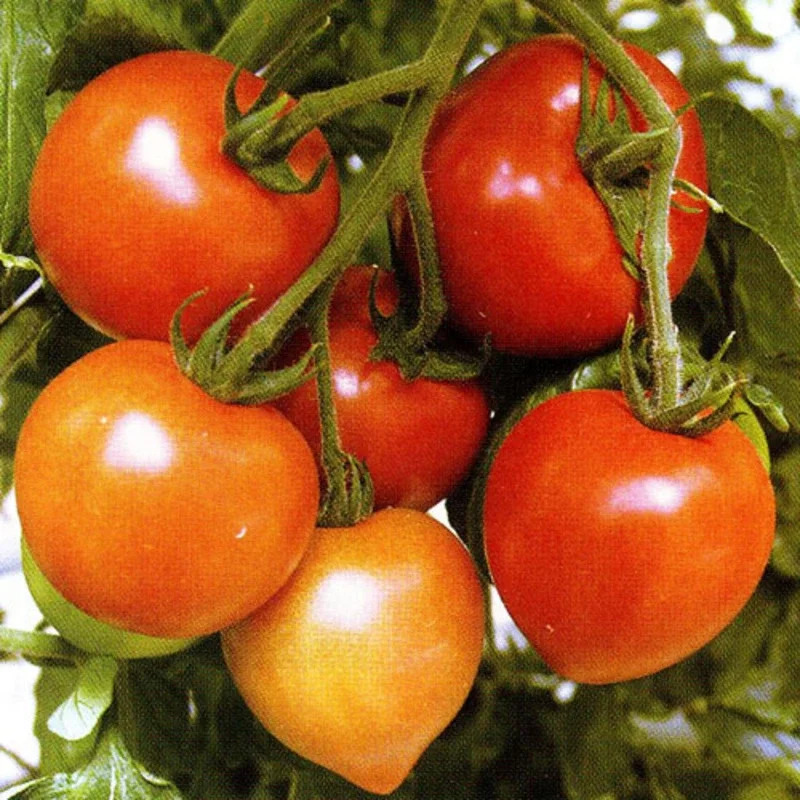 華ロイヤルの画像