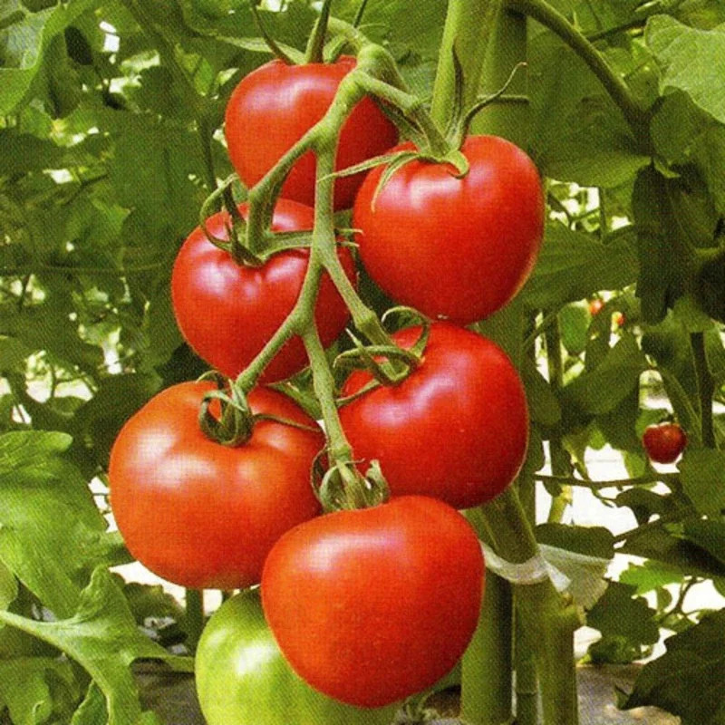 華ホームの画像