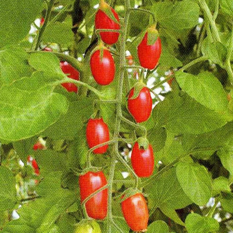 コレットロングの画像