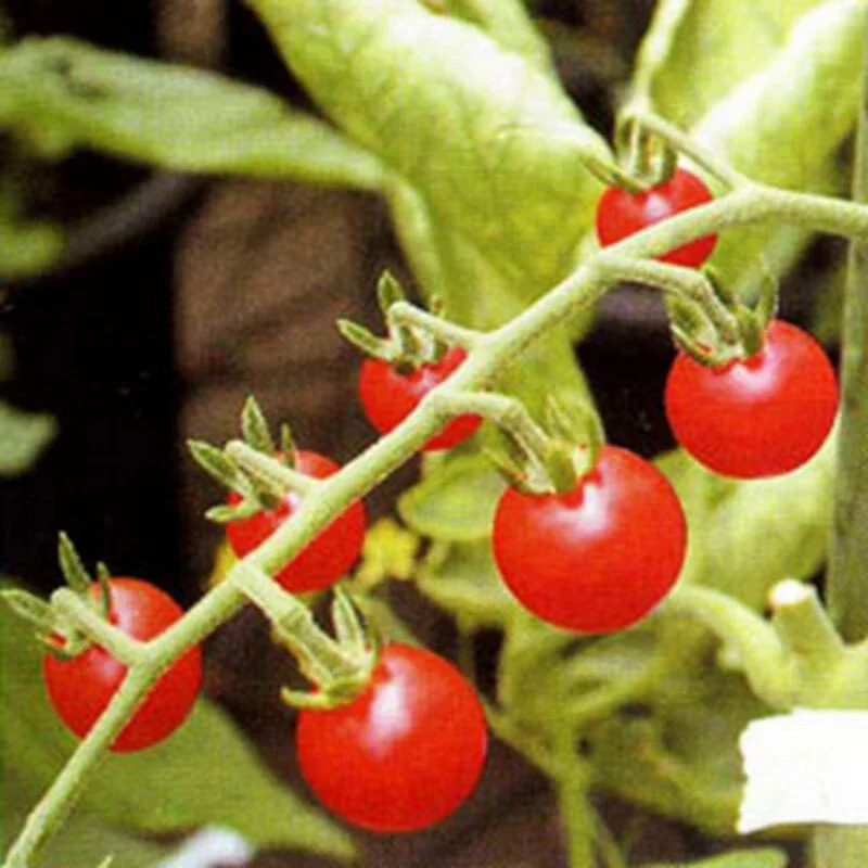 こまめちゃんの画像