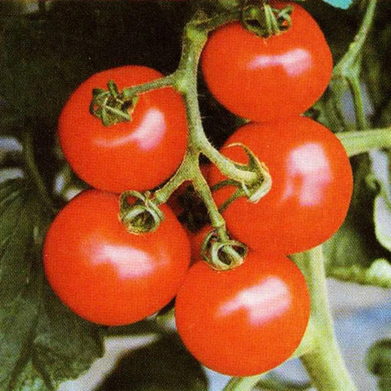 華オーバル