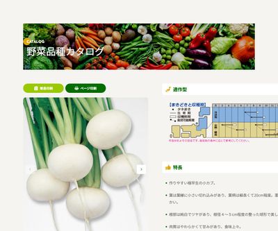 金町小蕪の画像