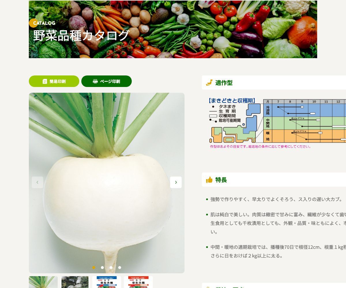 早生大蕪