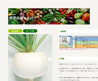 早生大蕪の画像