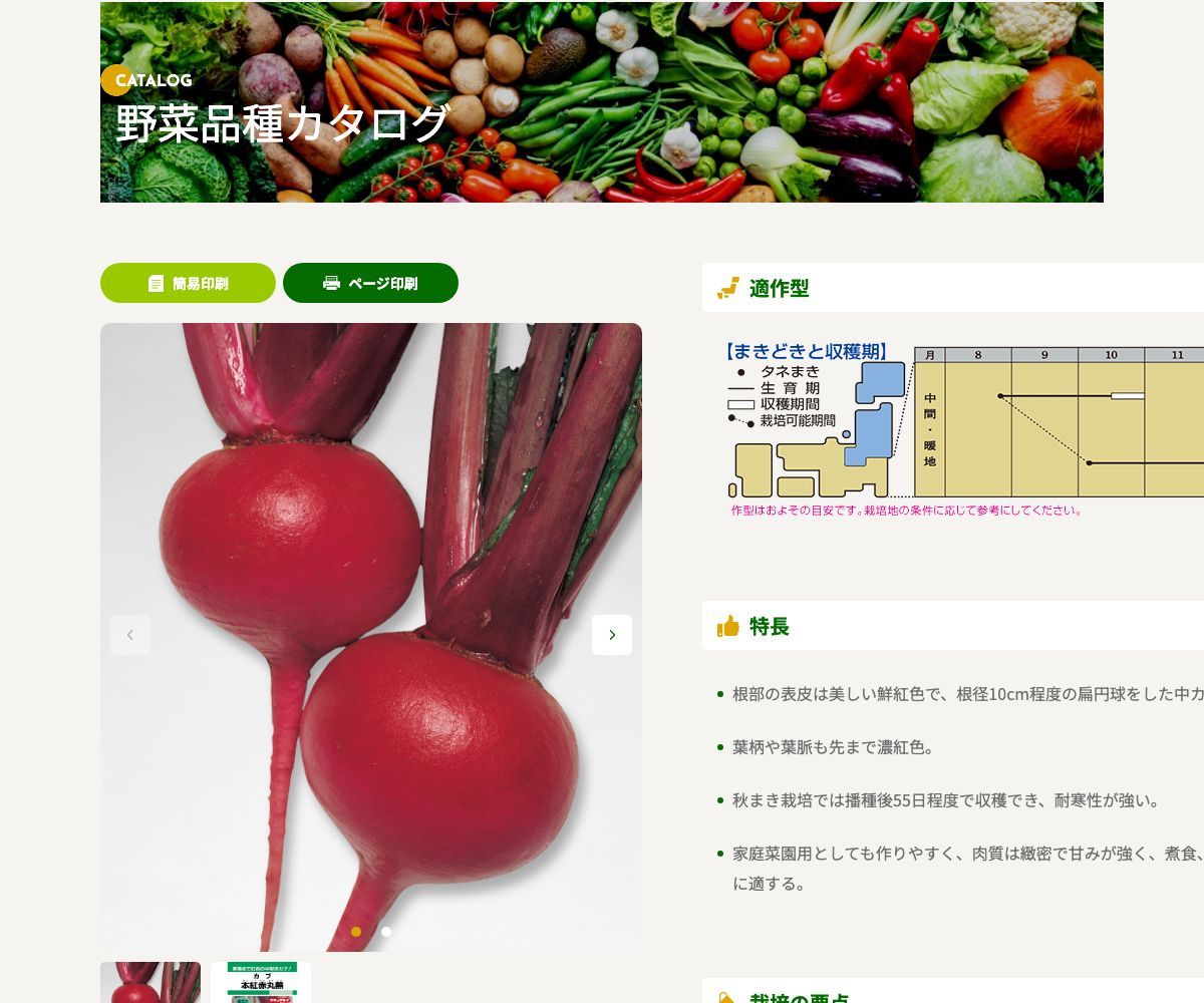 本紅赤丸蕪