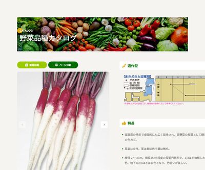 日野菜蕪の画像