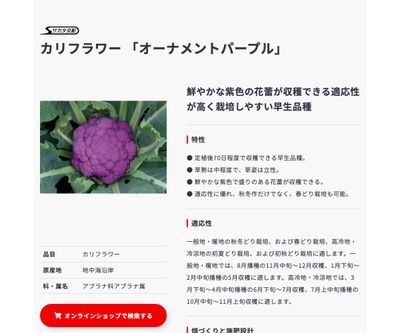 オーナメントパープルの画像