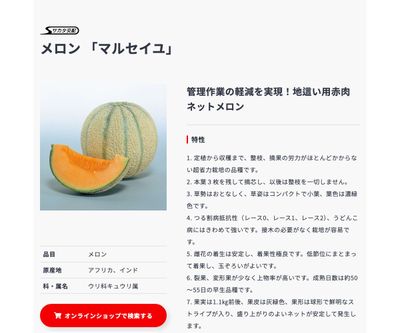 マルセイユの画像