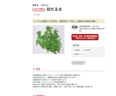 初だるまの画像