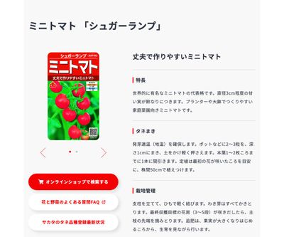 シュガーランプの画像