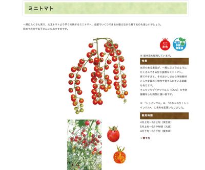 マイクロトマトの画像
