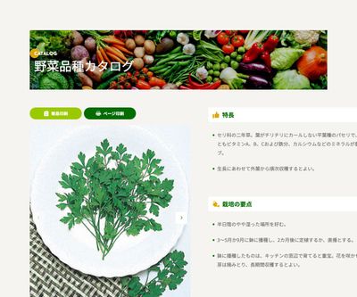 イタリアンパセリの画像