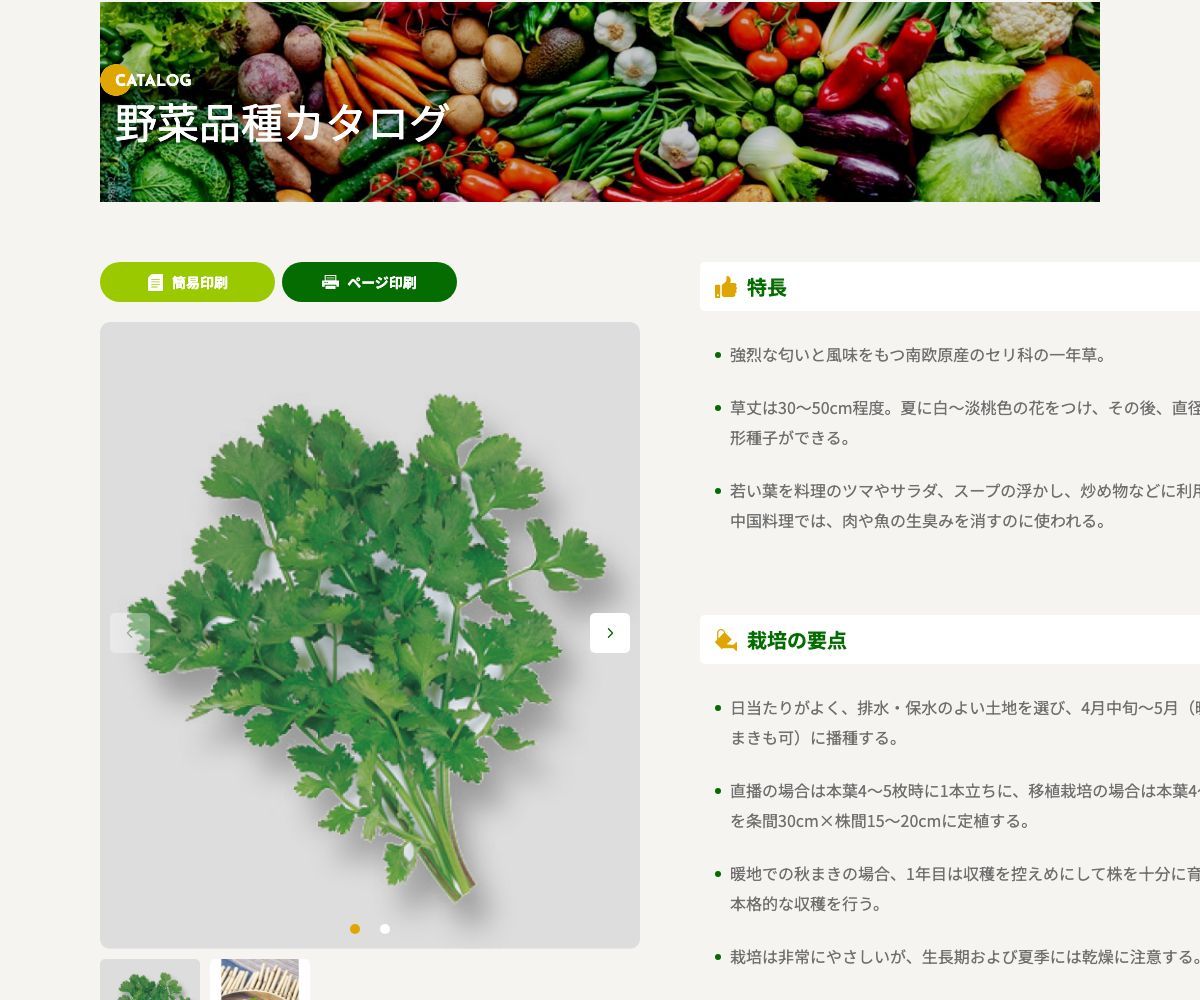 コリアンダー(香菜、コウサイ)