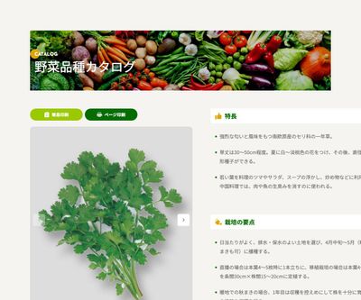 コリアンダー（香菜、コウサイ）の画像