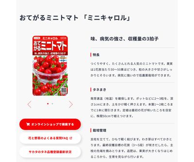 ミニキャロルの画像