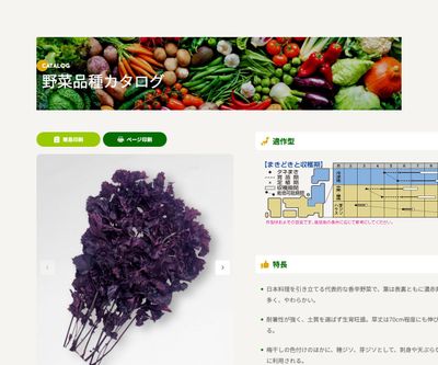 赤ちりめんシソの画像