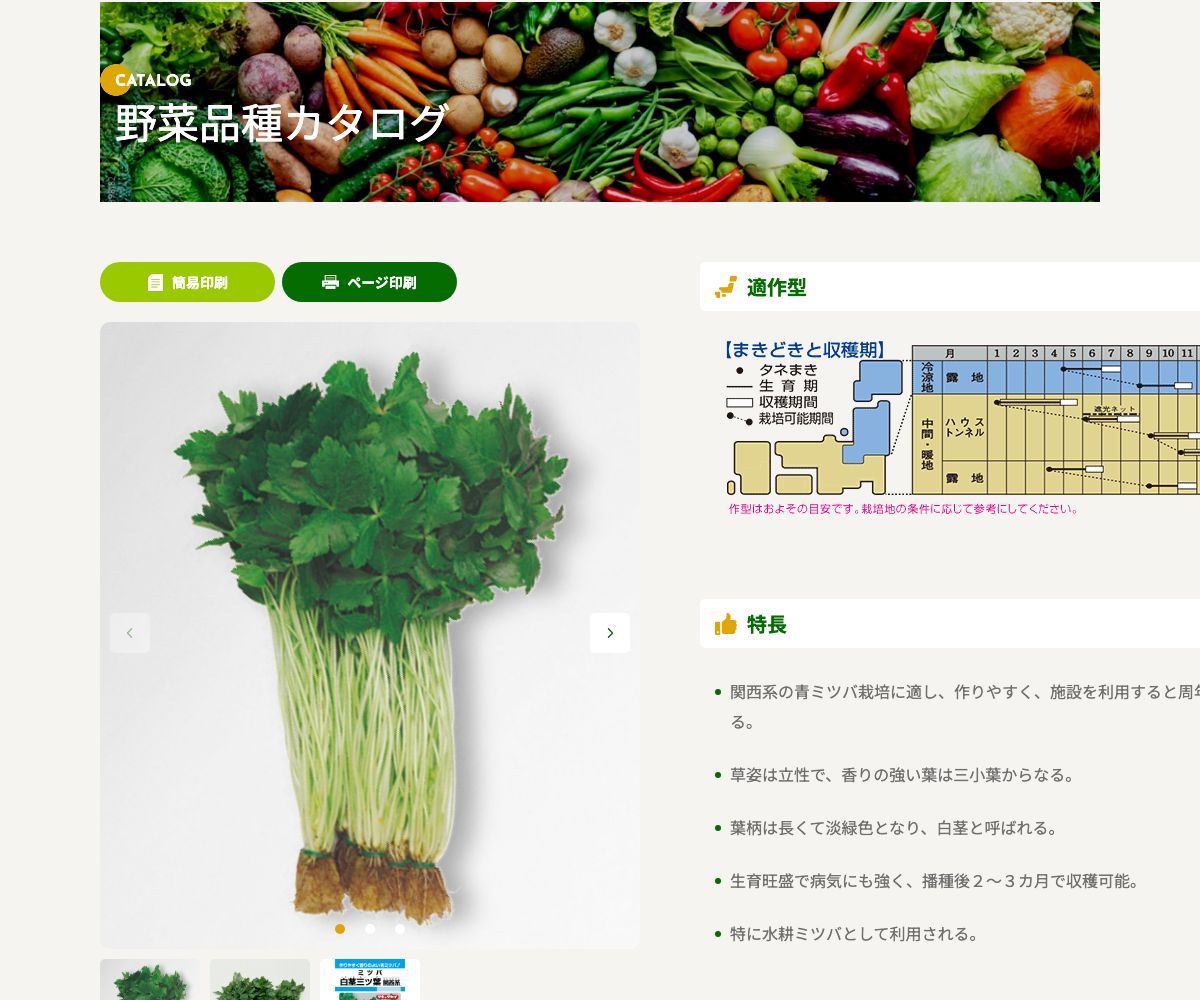 白茎三ツ葉(関西系)