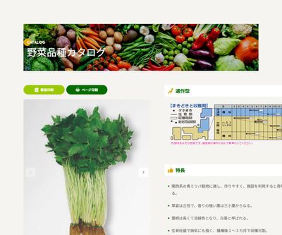 白茎三ツ葉（関西系）の画像