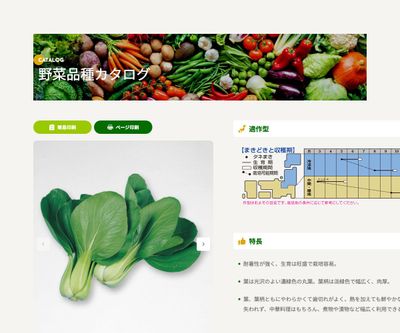 チンゲンサイの画像