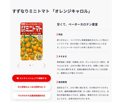 オレンジキャロルの画像