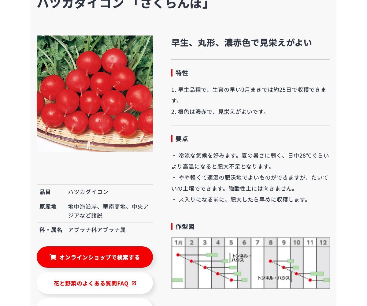 さくらんぼ