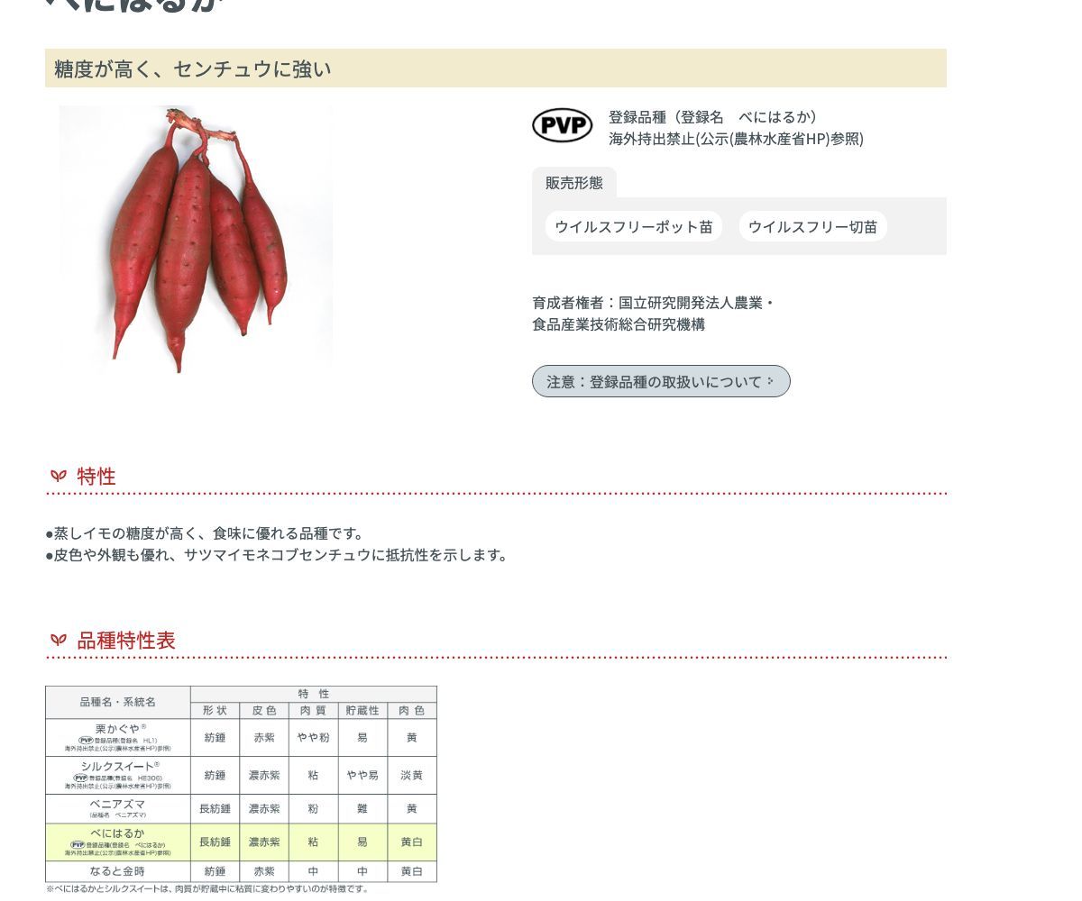 べにはるか