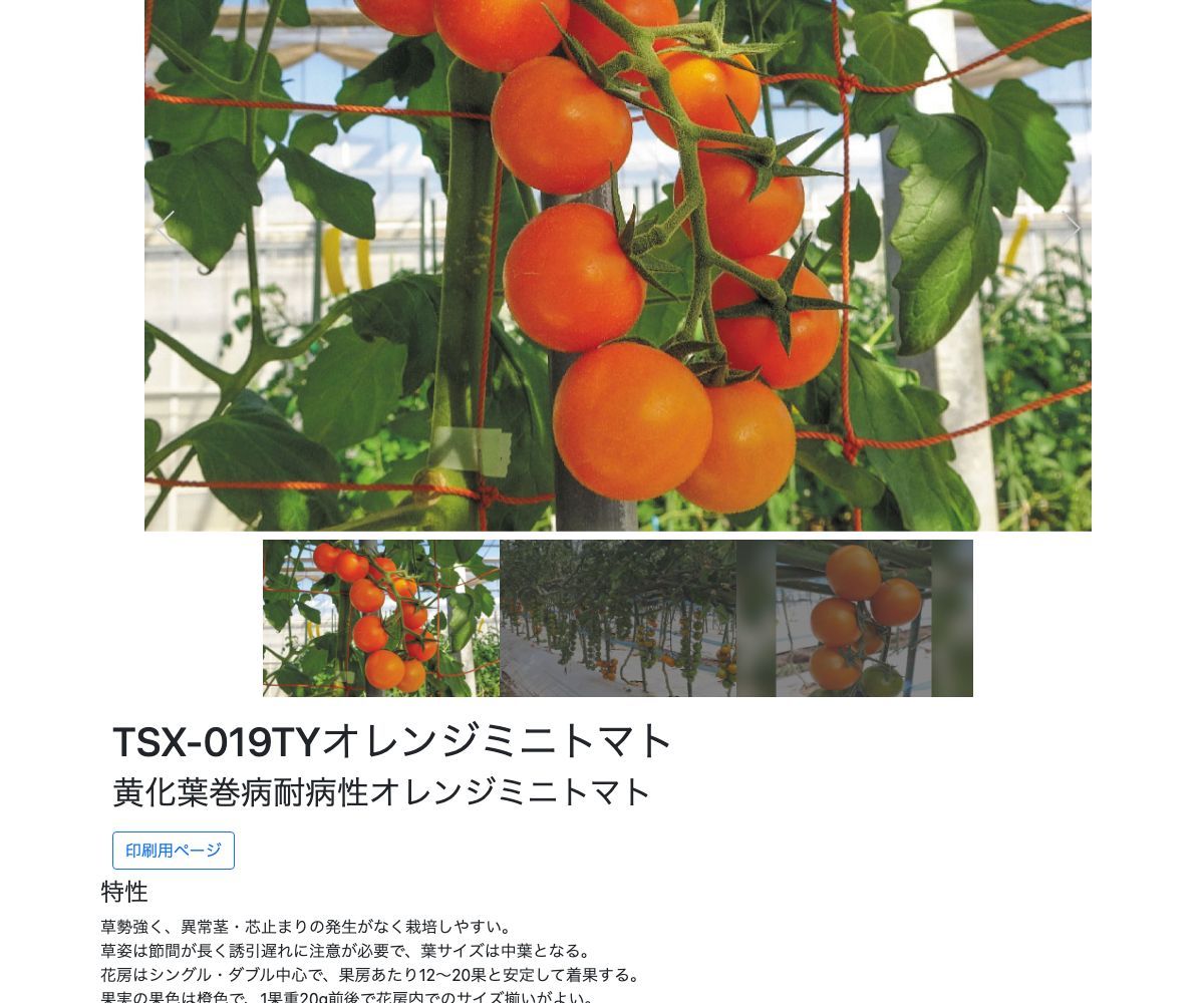 TSX-019TYオレンジミニトマト