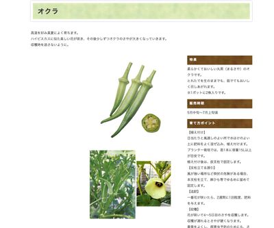 赤オクラの画像