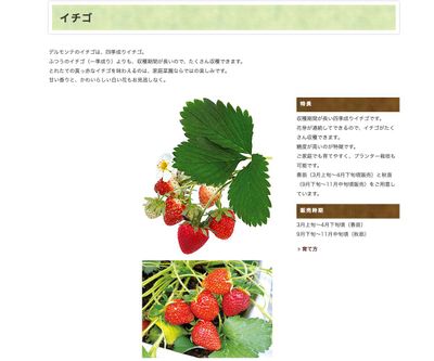 めちゃデカッ！いちごの画像