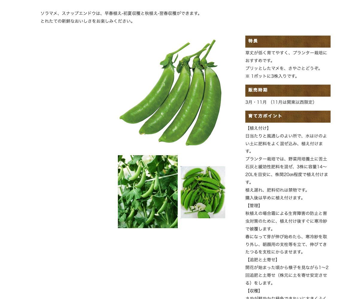 プランター ソラマメ