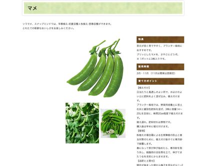 プランター ソラマメの画像