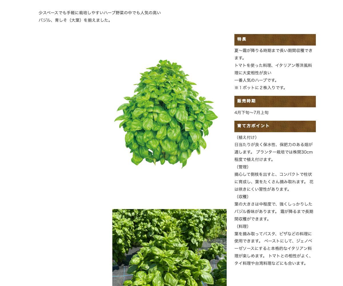 かおる青しそ