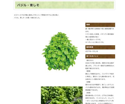 かおる青しその画像