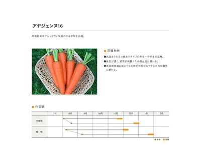 アヤジェンヌ16の画像