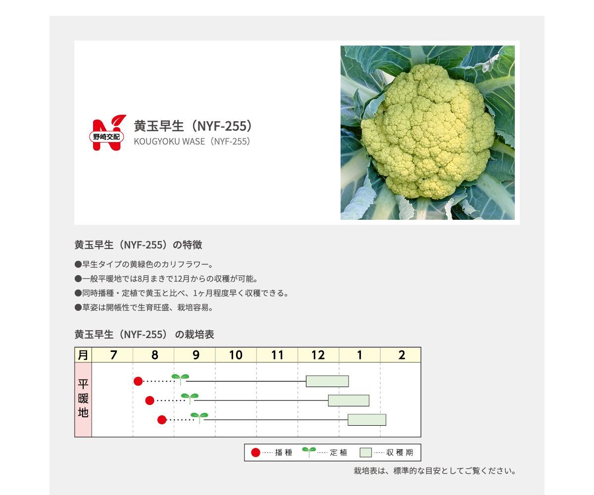 黄玉早生(NYF-255)